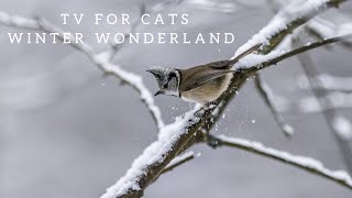 CAT TV  Your Cats Front Row Seat to the Cozy Wonderland 😻❄️ BirdsSquirrelsGeese [upl. by Boys]