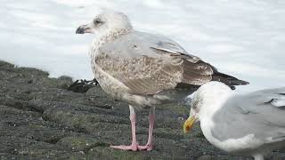 Herring Gull Larus argentatus Zilvermeeuw Maasvlakte ZH the Netherlands 13 Oct 2024 67 [upl. by Novikoff]