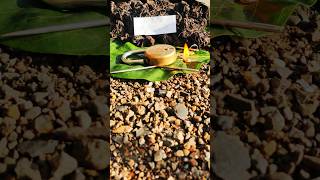 blackturmeric Kalihaldi karuppumanjal Karumanjal Nallapasupu blueturmeric plant 9325837843 [upl. by Crescentia]