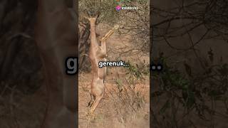 facts gerenuk 🙂‍↕️ [upl. by Stephannie]