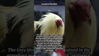 Gamefowls Bloodline  Grey 1 [upl. by Mcallister18]