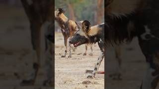 ¡Perros salvajes vs Hiena perrossalvajes vs hienas animalessalvajes [upl. by Aicerg]