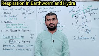 Respiration in Hydra and Earthworm  Properties of respiratory surfaces By irtisams biology [upl. by Nevuer]