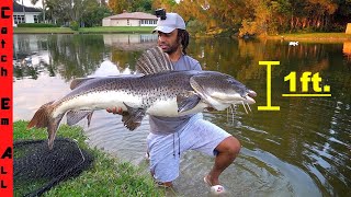 FINALLY CATCHING the GIANT DUCK KILLING CATFISH in Backyard [upl. by Nadruoj]