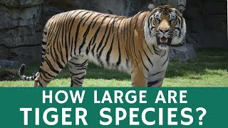 How Big are Tigers Bengal Tiger as One of the Largest Terrestrial Predators [upl. by Cire]