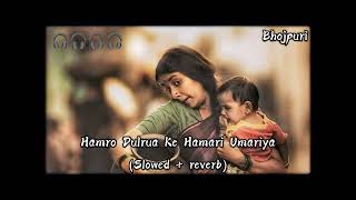 Hamro Dulrua Ke Hamari Umariya Lofi Song Use Headphones Fell The Song [upl. by Kolnick]