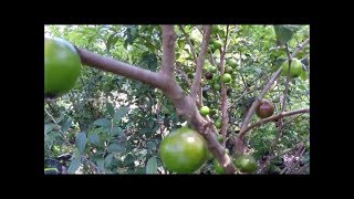 Fruting Jaboticaba [upl. by Leaj]