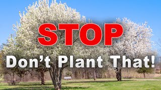 Landscape Plants to Avoid and What to Use Instead – Family Plot [upl. by Rancell]