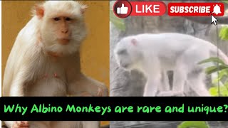 “Albino Monkey” A rare wonder [upl. by Wendi659]