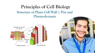 Lecture 3  The Structure of Plant Cell Wall  Pits and Plasmodesmata  Principles of Cell Biology [upl. by Solberg246]