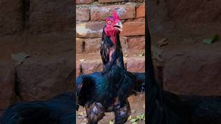 Mushka murga viralvideo rooster ytshorts aseelmurga birds chicken ismaeelriaz shortvideo [upl. by Leibrag]