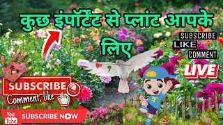 important plants 🌱kiya yeah plants aapke pass hai comment krke jrur bataye garden nurserylive [upl. by Thalia]