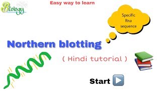 Northern blotting in hindi ll biology ll [upl. by Sulokcin393]