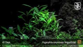 Hygrophila costata Angustifolia [upl. by Amyas]