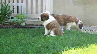 Saint Bernard Puppies For Sale [upl. by Hanah]