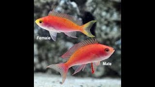 Best Anthias For Saltwater Aquariums [upl. by Torhert]