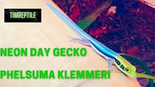 New species reveal Neon day gecko Phelsuma klemmeri in newly done bioactive vivarium [upl. by Shriver141]