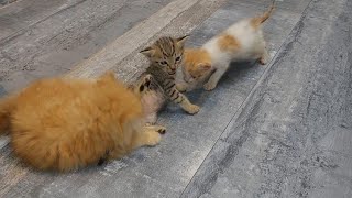 MOMENT OF HEROISM Protective Cat Rushes to Rescue Kittens Screams [upl. by Yriek]