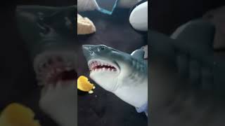 SB shorts shark puppet wants cheese so bad [upl. by Nelleoj]