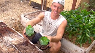 Growing Caper Plants in my Arizona Garden  Capers [upl. by Irv]