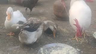 My cute Rooster Eating breakfast 🥞🍳petlover rooster [upl. by Edny206]