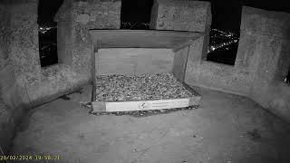 Chichester Cathedral 1 Peregrine Nest☀️200324 [upl. by Godard893]