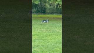 Skye Terrier near Windsor Castle [upl. by Natsreik190]