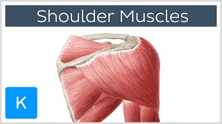 Muscles of the shoulder joint and girdle  Human Anatomy  Kenhub [upl. by Diandra]