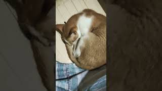 😺 cat 😻funny 😻 video 😺😻😻🐈 [upl. by Eirrehs]