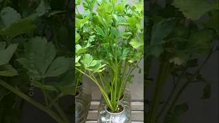 How to Grow Coriander at Home Using Plastic Bottles plants farming shorts [upl. by Geehan382]