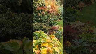 Złota polska jesień 🍁🍂🍁 ogrod rosliny plants garden kwiaty [upl. by Assillem]