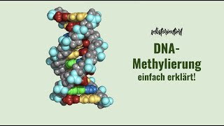 DNAMethylierung und Bedeutung von CpGInseln einfach erklärt  Epigenetik  Imprinting  Genbereich [upl. by Yltsew300]