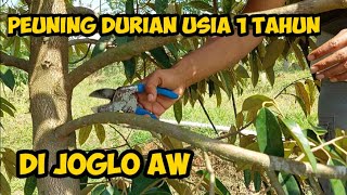 PRUNING DURIAN USIA 1 TAHUN ✂️✂️ DI JOGLO DURIAN AW🏝🏛 [upl. by Iblok]