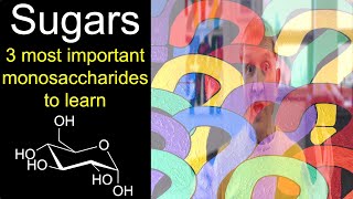 Sugars 3 most important monosaccharides to learn for introductory organic chemistry [upl. by Yot]