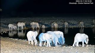 YouTube Okaukuejo Resort Wildlife Waterhole Live camera stream nwrnamibia [upl. by Koby678]