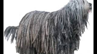 Bergamasco  Puppies for Sale by Pets4Youcom [upl. by Taryne611]