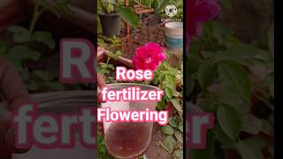 Rose fertilizer floweringbest rose fertilizer [upl. by Nohcim457]