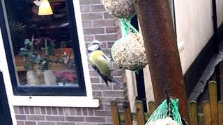 Pimpelmeesje in de tuin [upl. by Ahsla]