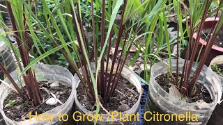 Tips to Grow Citronella GrassHow to Plant Citronella [upl. by Novia684]