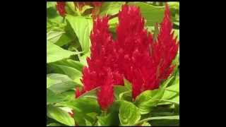 Celosia Herb Health Benefits amp Side Effects [upl. by Nyvlem653]