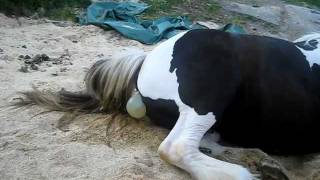 gypsy mare giving birth [upl. by Oakie]