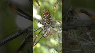 Golden Orb Weaver Spider Eating Dragonfly [upl. by Nnaxor]