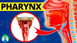 Pharynx Medical Definition  Quick Explainer Video [upl. by Arihsak182]