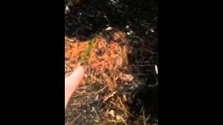 Pine Needles in the Compost [upl. by Oicnaneb]