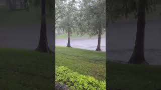 Pekin Ducks White Muscovy Ducks amp Mallards Having a Heyday in Lake with Rain from Hurricane Milton [upl. by Roldan]