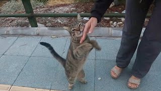 Cat asking to get petted with irresistible jumps of love is unbelievably cute [upl. by Highams]