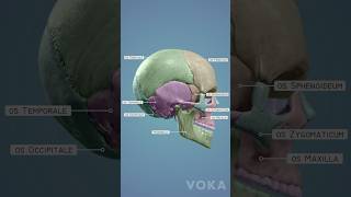 3D cranium bones anatomy  learn all the cranial bones in 3D [upl. by Odom]