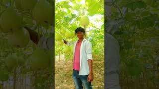 Tamatar ki kheti funny kishan comedy 123kishan voiceeffects kisan duet fouryoupage देख [upl. by Edroi820]