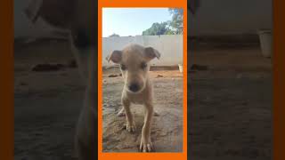 dog videoBaby dogcute puppy barkingfunny cute sounddog funny video [upl. by Nnoved]