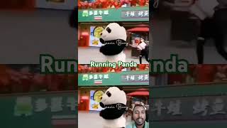 Running Panda funnypanda pandacomedy panda funny cute [upl. by Moneta609]